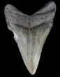 Bargain, Fossil Megalodon Tooth #63946-2